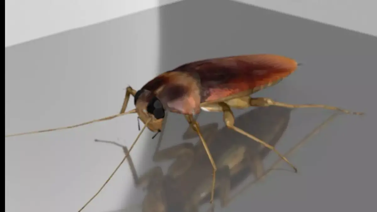 roach cockroach 3D model