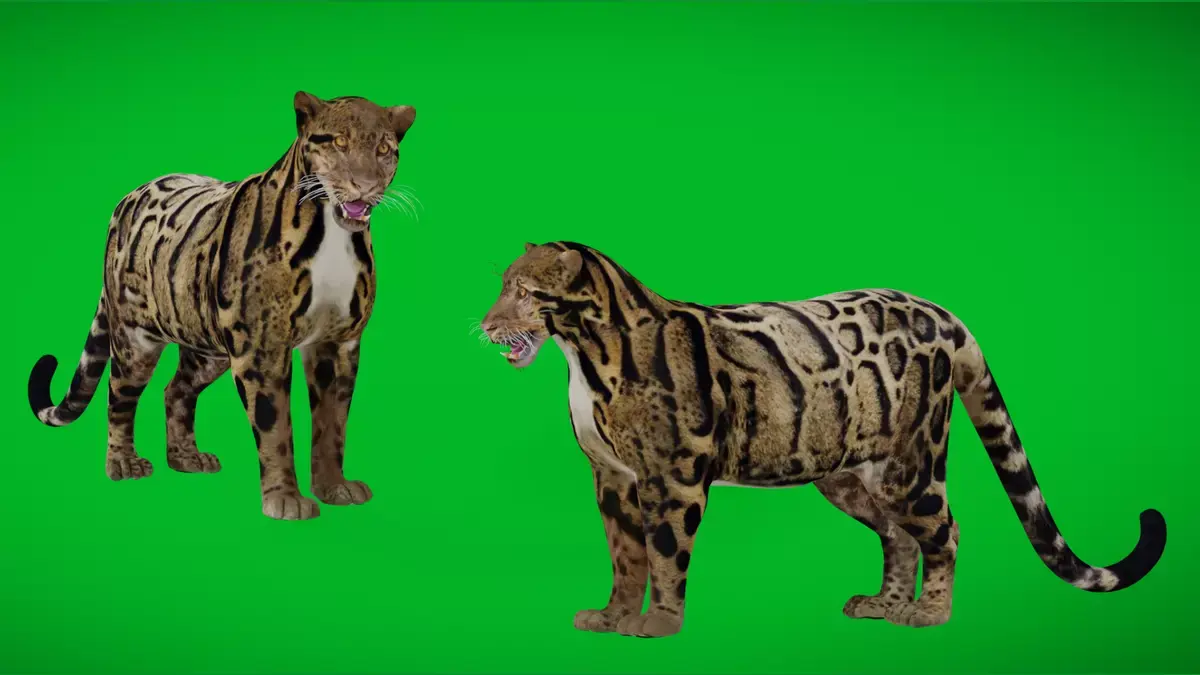 Indochina Clouded Leopard Free 3D model