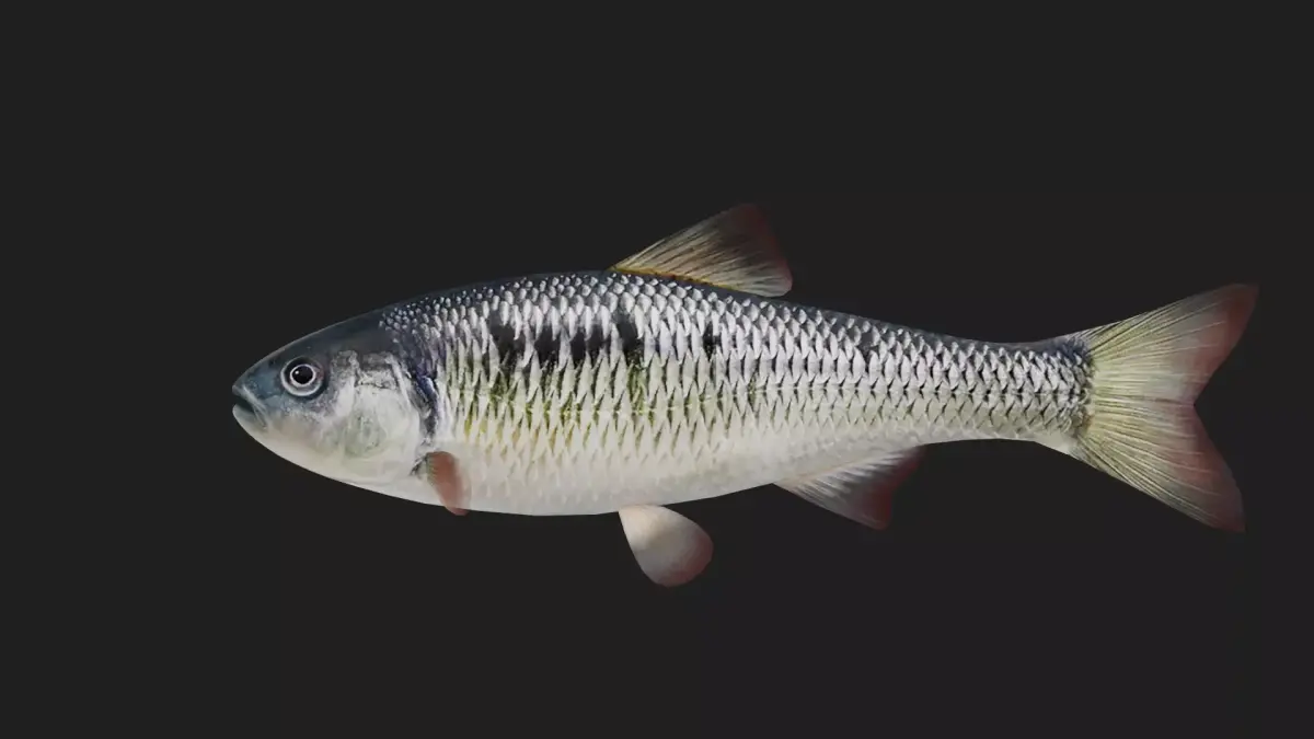 Carp fish Low-poly 3D model 8