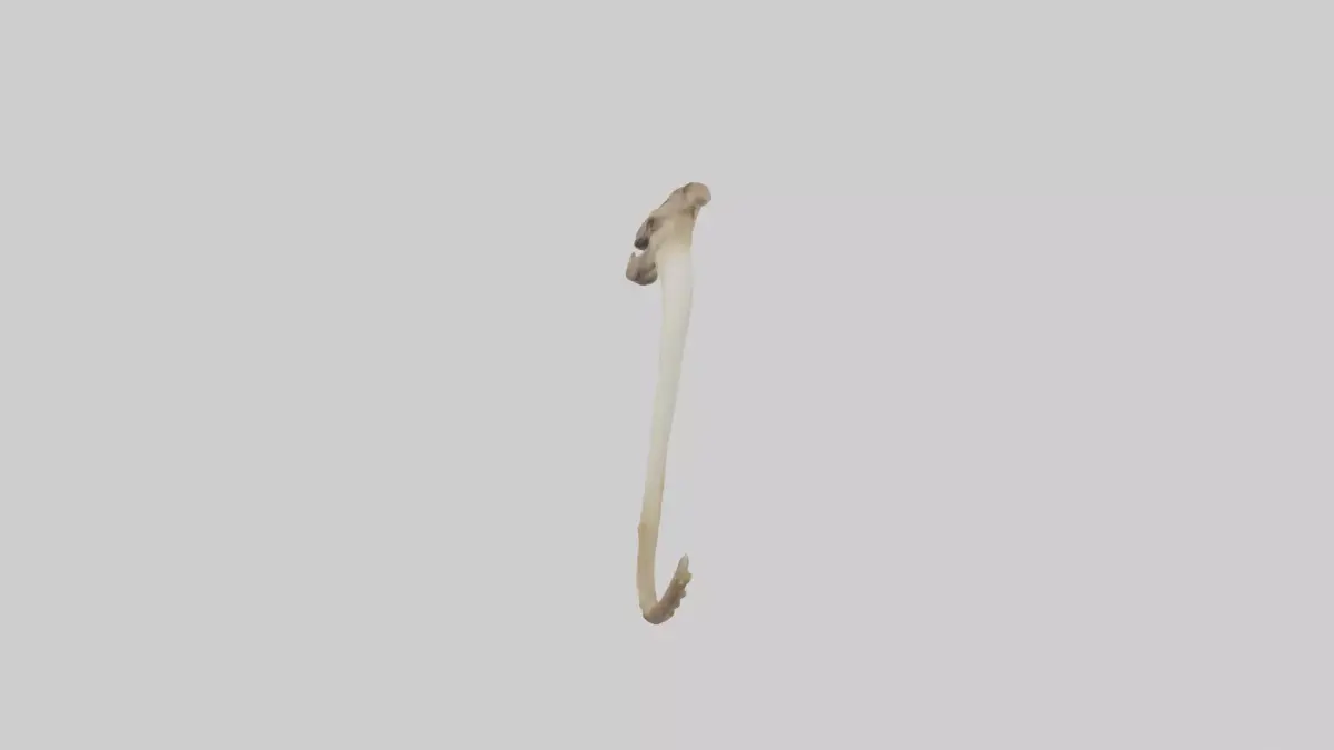 Kangaroo Tibia Low-poly 3D model