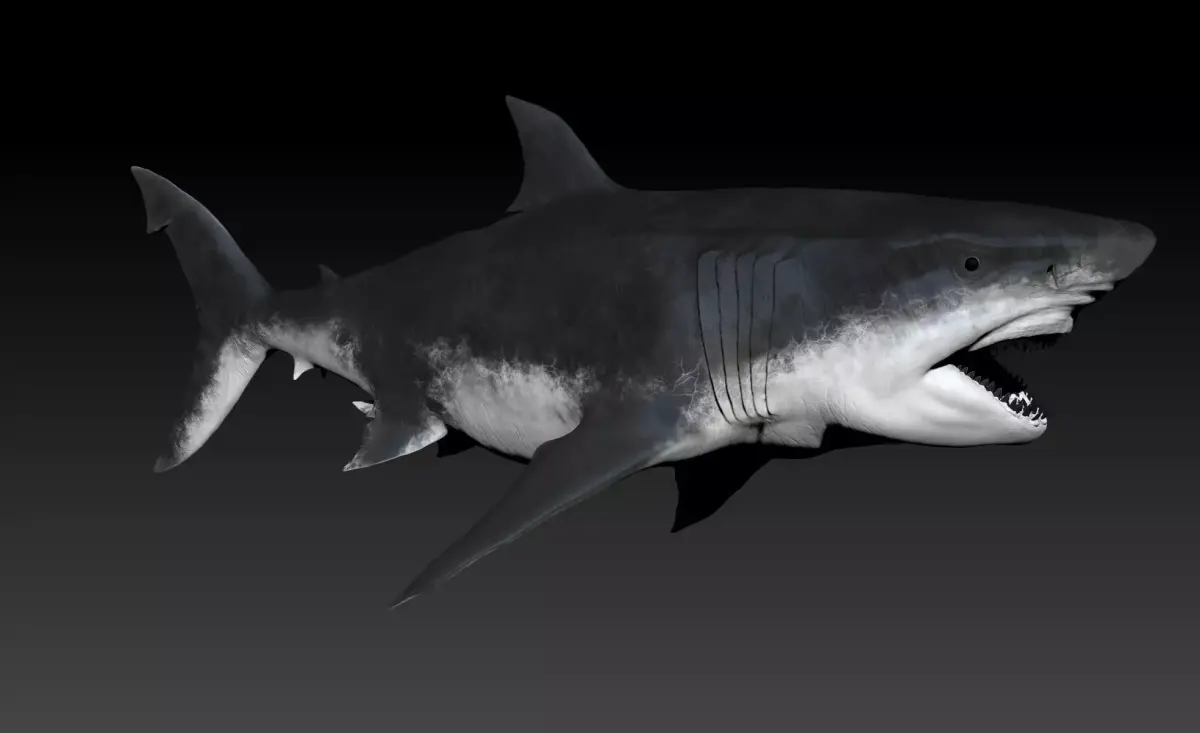 Megalodon SCULPT Project 3D model