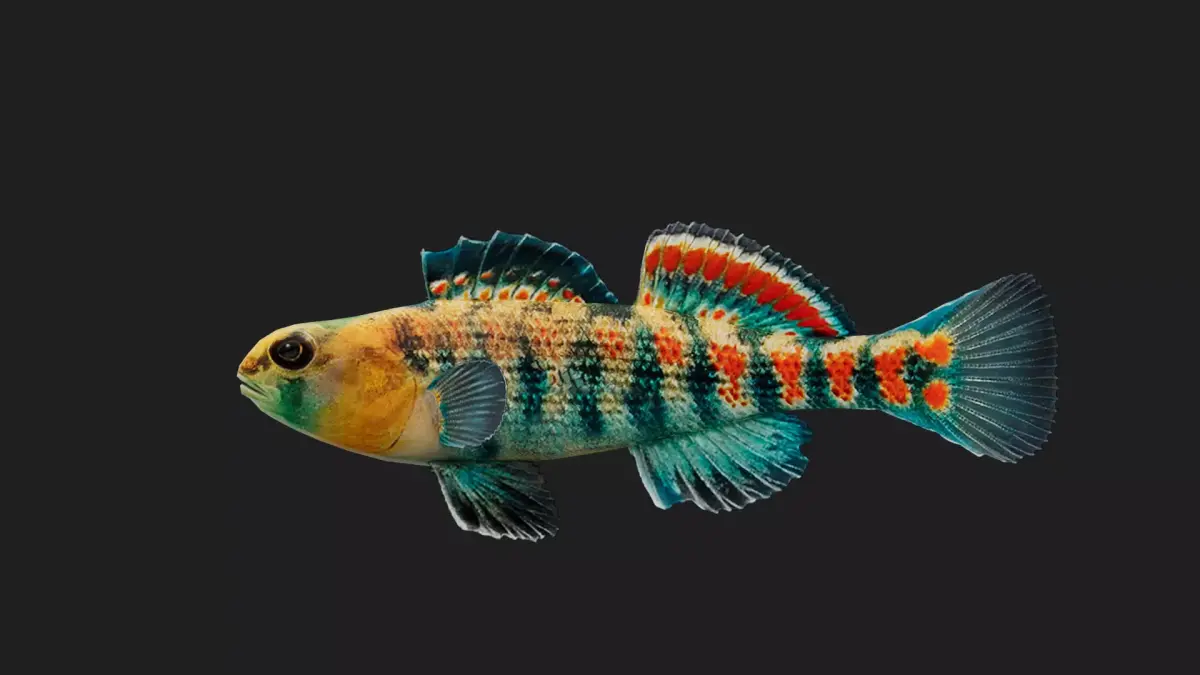 Darter Low-poly 3D model get