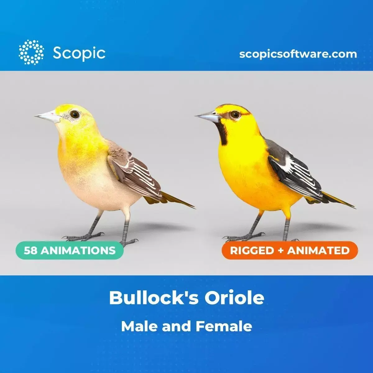 3D Bird Pack Bullocks Oriole Male and Female Low-poly 3D model