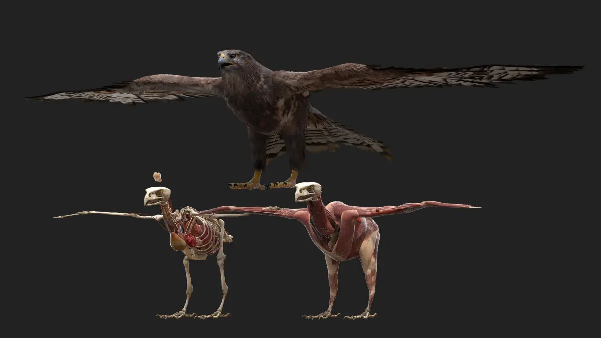 Hawk Fur Anatomy 3D model