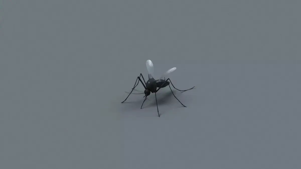 mosquito 3D model order