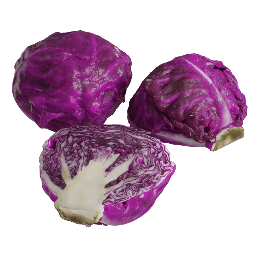  Red Cabbage Models 