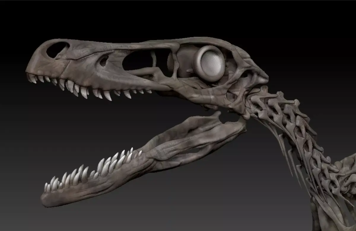 Velociraptor Skeleton - Full 3D Raptor dinosaur bones 3D model
