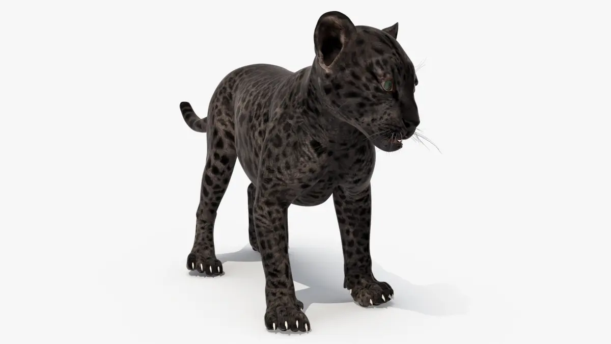 Baby Black Leopard Cub 3D model