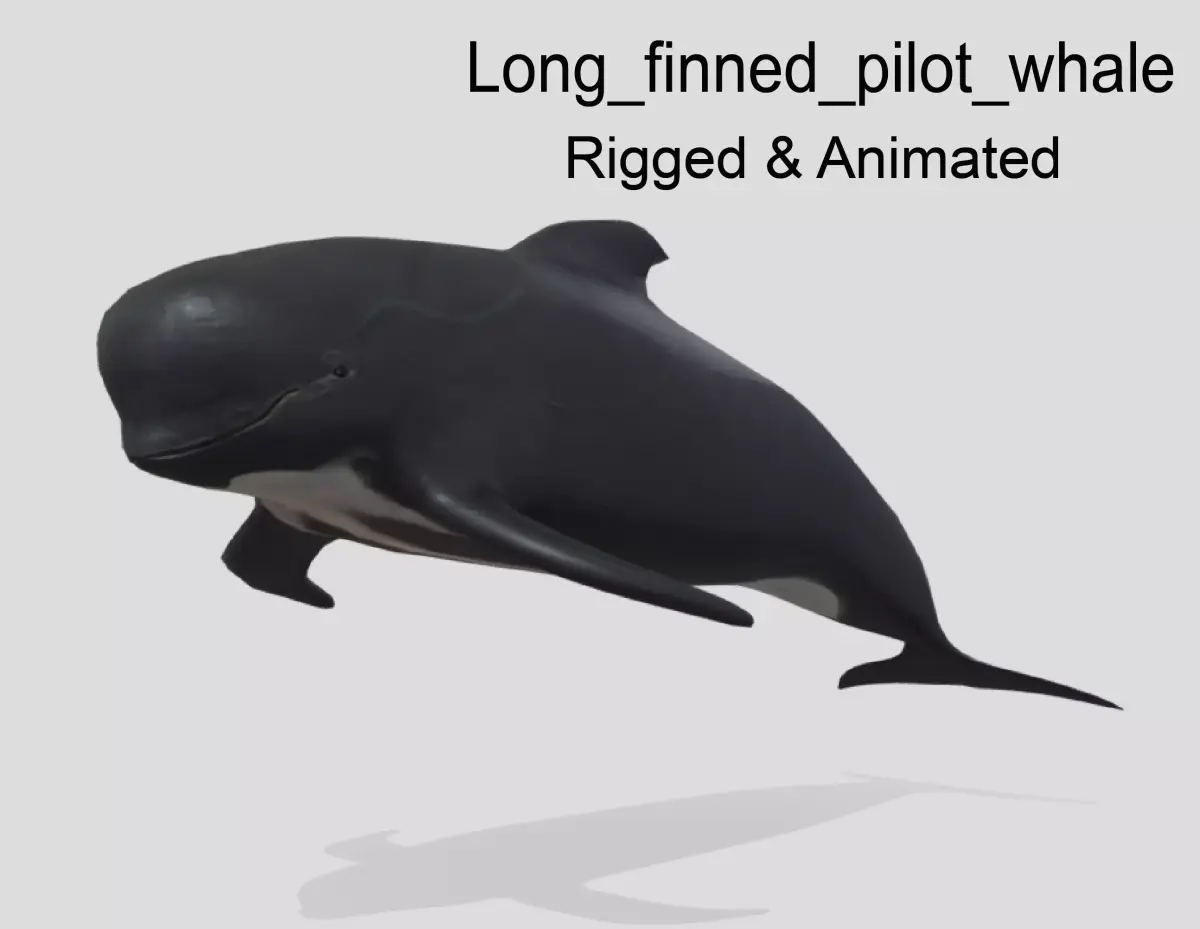 Long finned pilot whale Animated Low-poly Low-poly 3D model