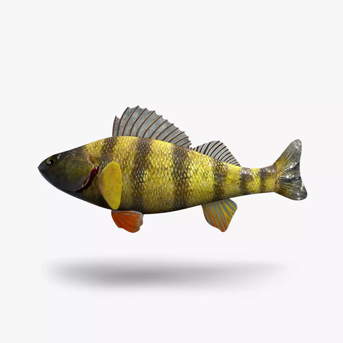 Perch Fish 3D model order