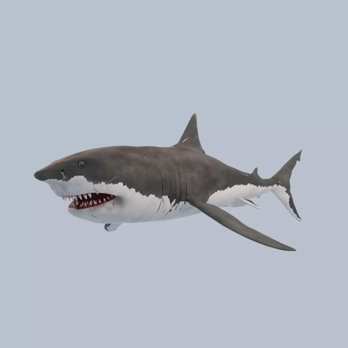 Great White Shark Low-poly 3D model 15