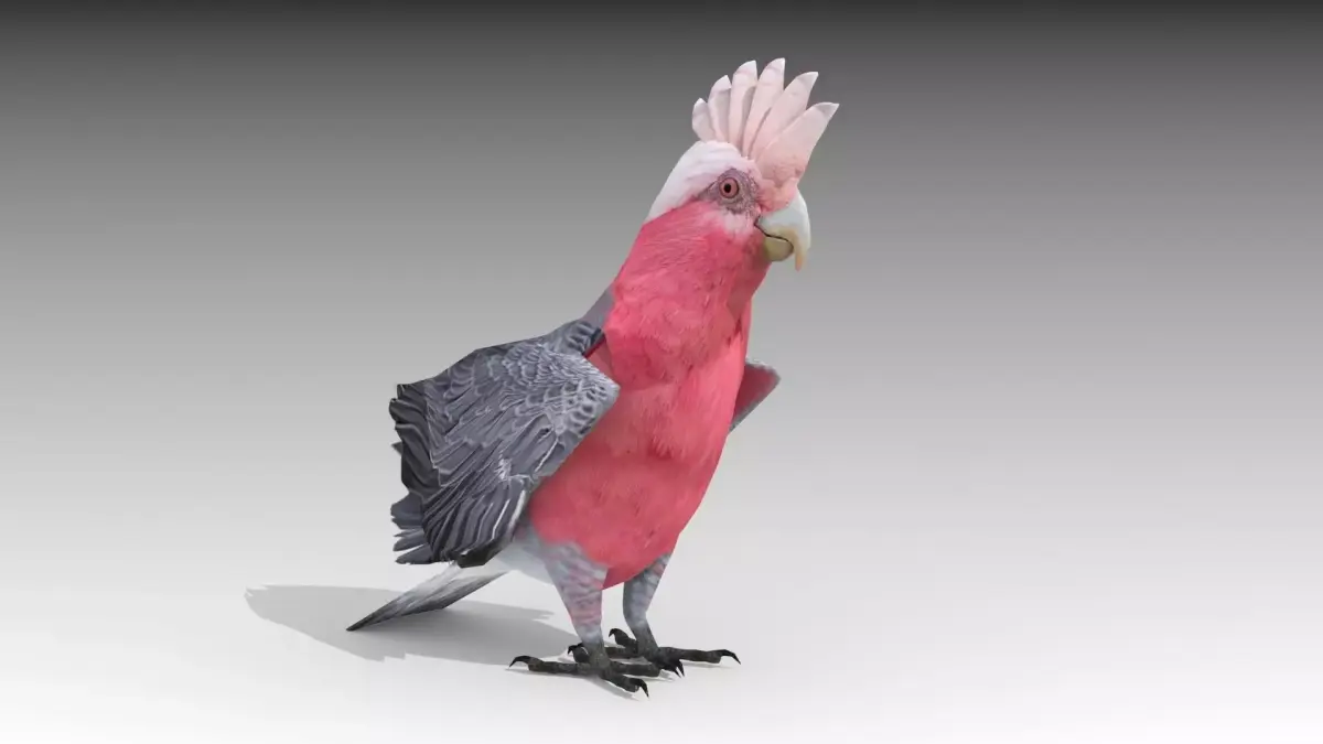 Galah cockatoo in flight - cockatoo in flight Low-poly 3D model