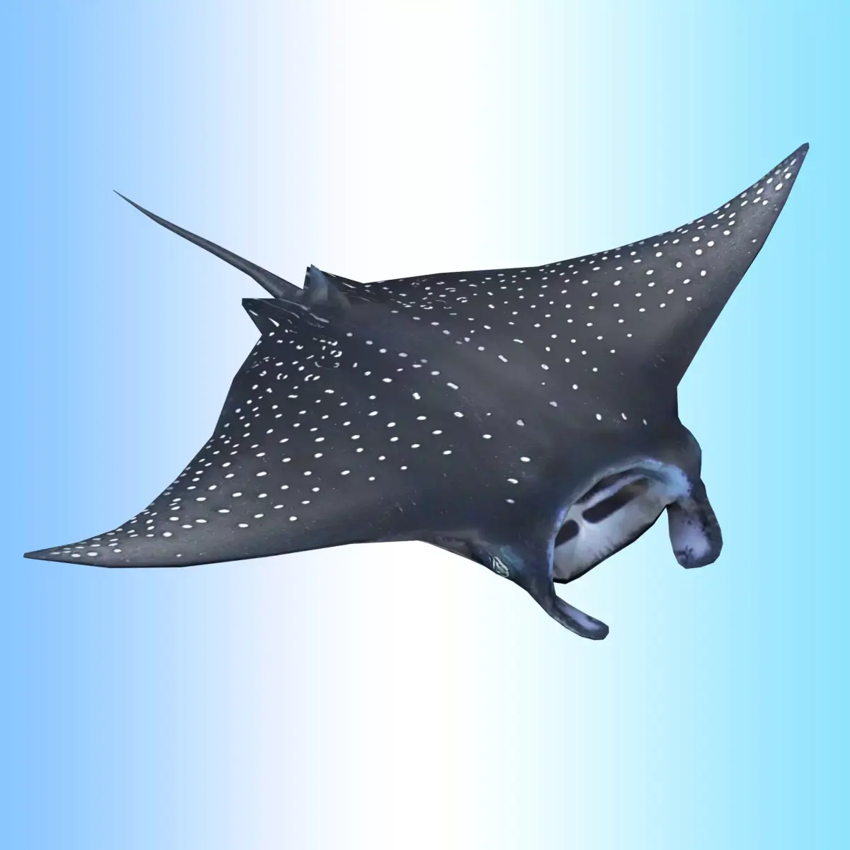 Manta Ray  Low-poly 3D model purchase