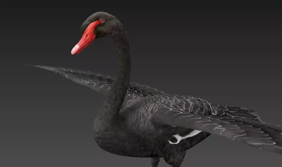  Swan  birds Low-poly 3D model