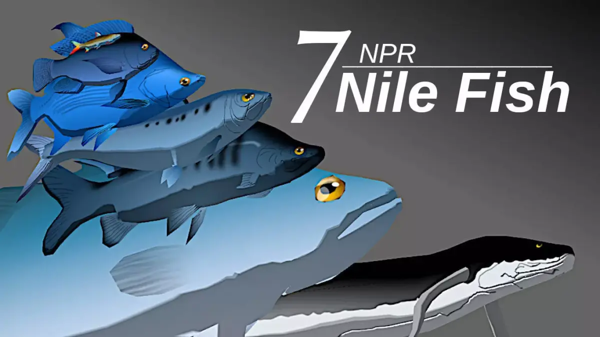 7 NPR Nile Fish 3D model purchase