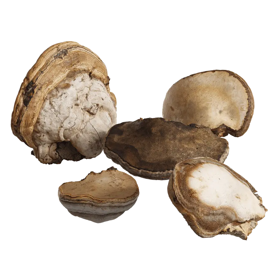  Big Polypores Tree Fungus Models Collection 