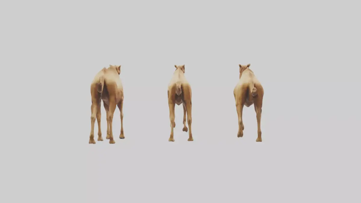 Camels galloping model Low-poly 3D model