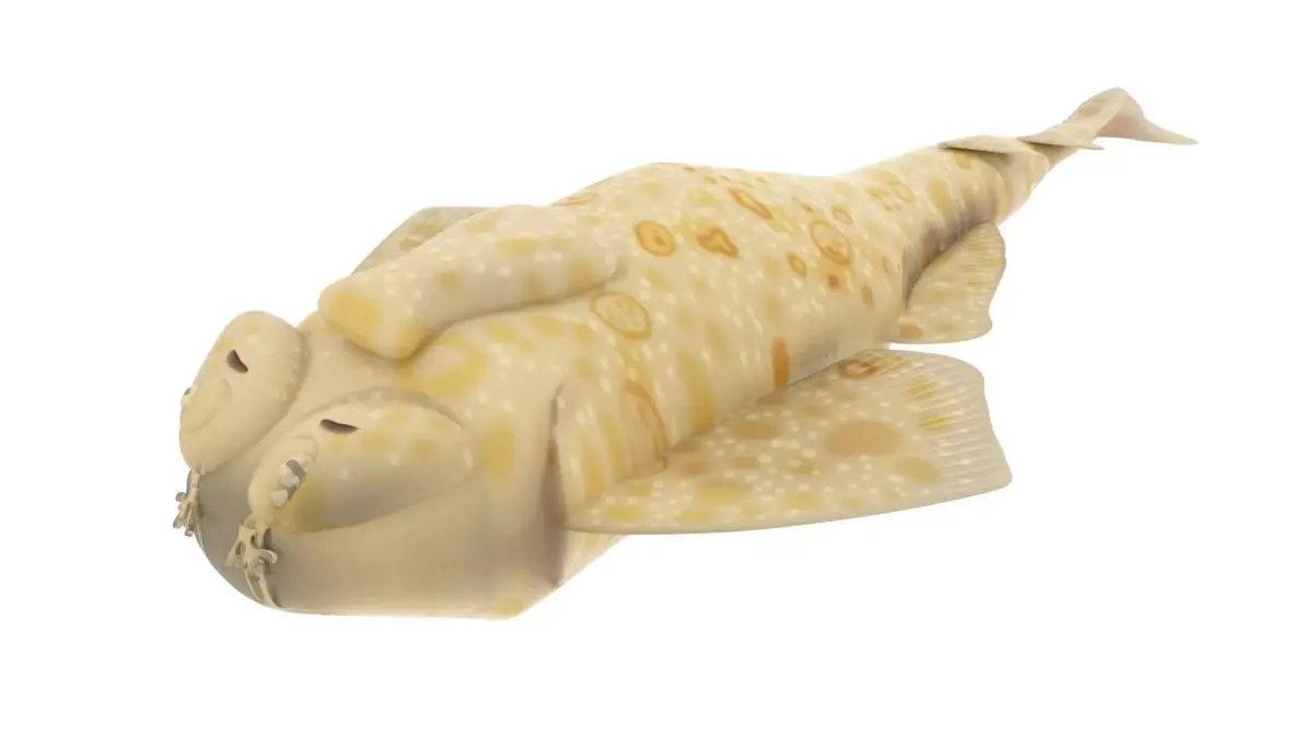 Angel Shark 3D model