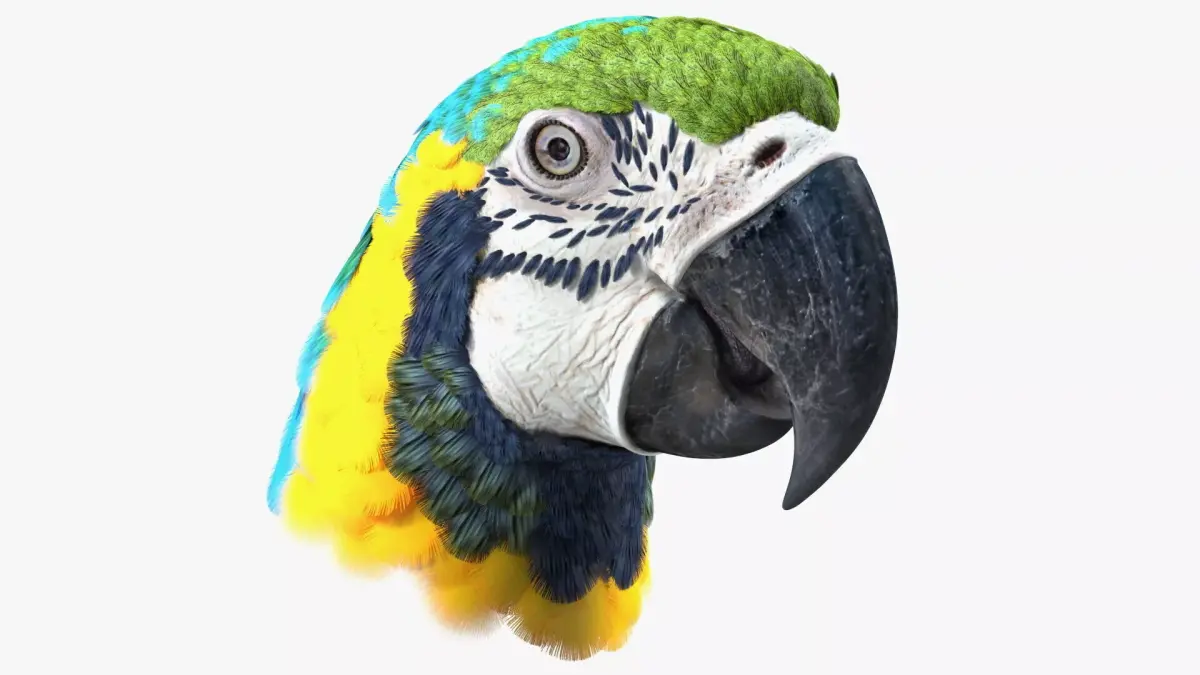 Blue and Yellow Macaw Head 3D model purchase