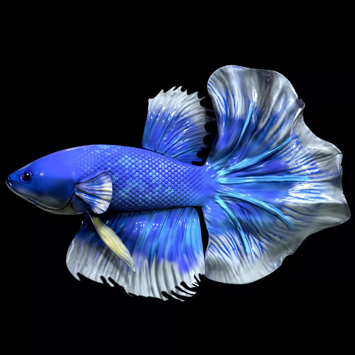 Betta fish Low-poly 3D model purchase