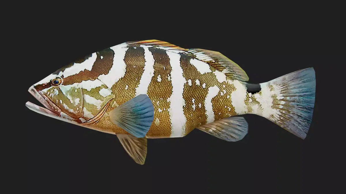 Grouper Low-poly 3D model buy