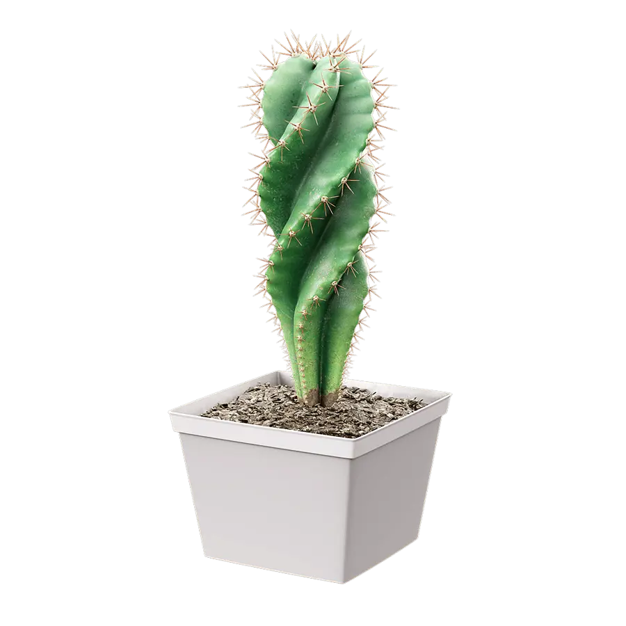  Spiral Cactus Potted Plant Model 