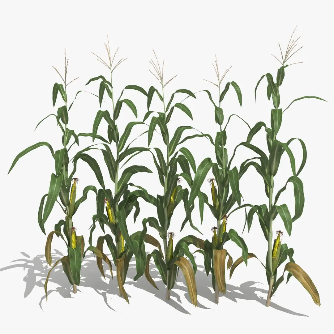 Corn Stalks Set 3D model