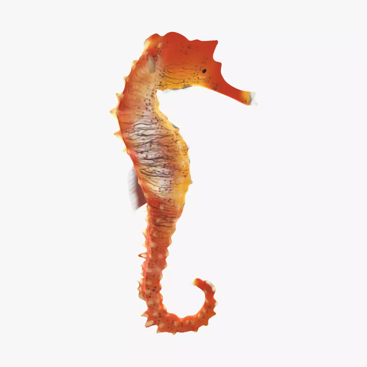 Sea Horse 3D model