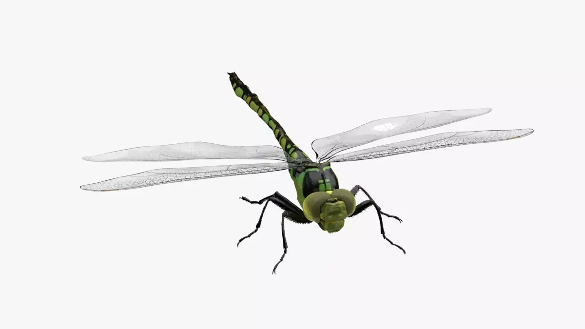 4K Dragon Fly Low-poly 3D model