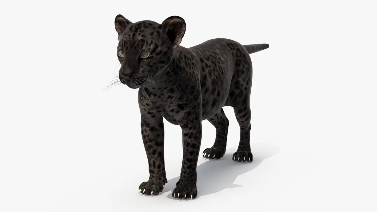 Black Leopard Cub Standing Pose 3D model