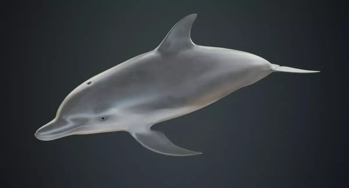 Dolphin 1A Low-poly 3D model