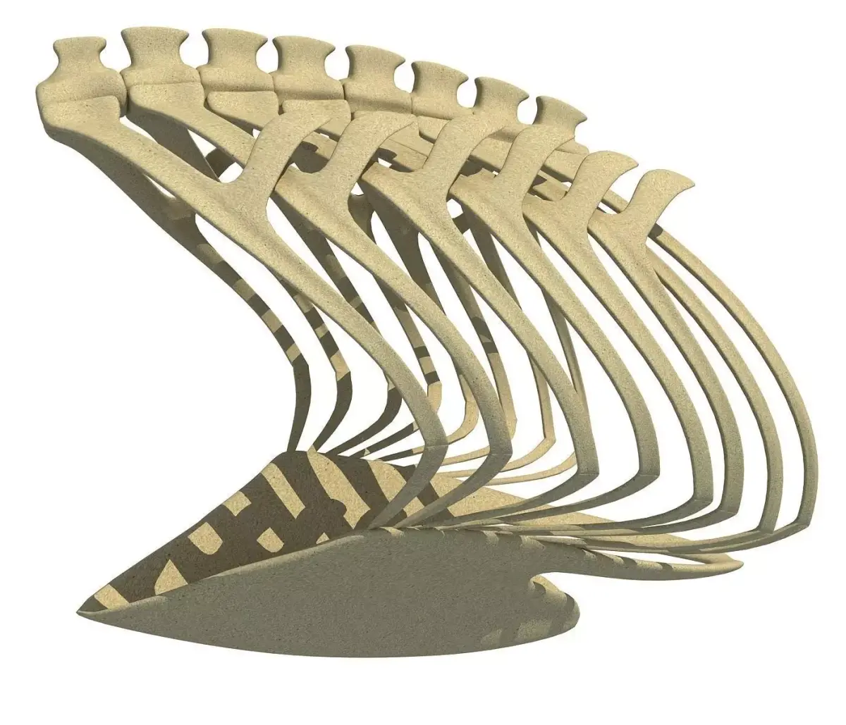 Penguin Rib Cage 3D model