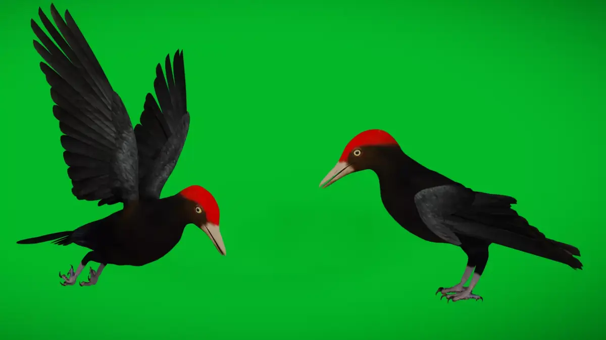 European Black Woodpecker Low-poly 3D model