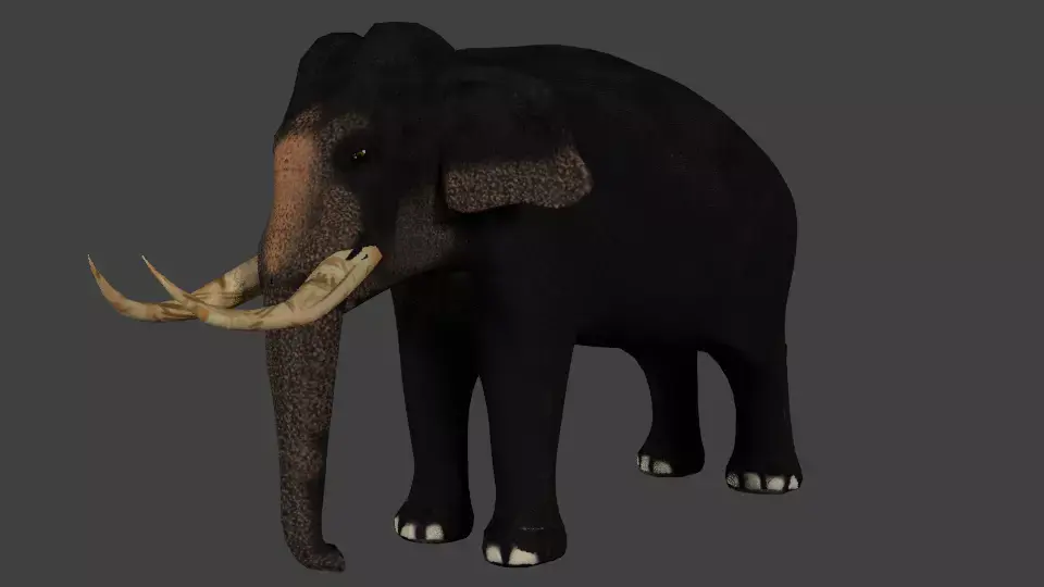 Low Poly Asian Elephant Low-poly 3D model