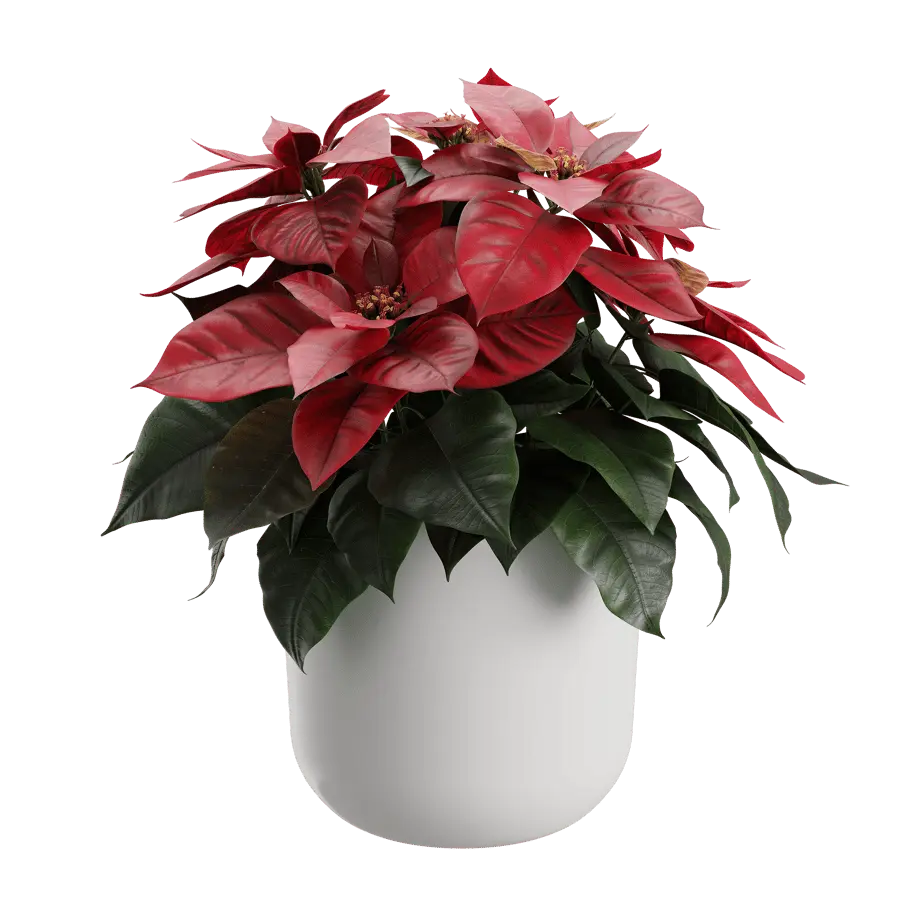  Poinsettia Plant Model  purchase