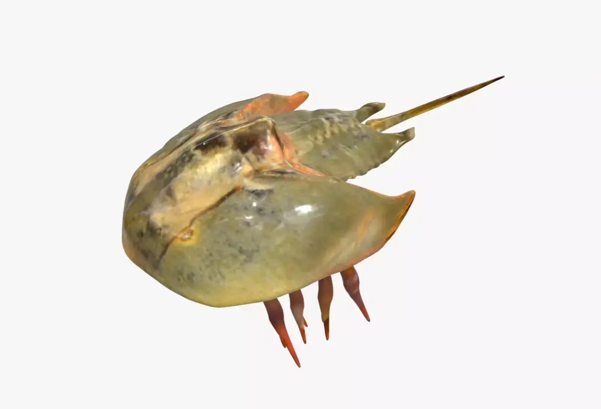 Horseshoe Crab 3D model