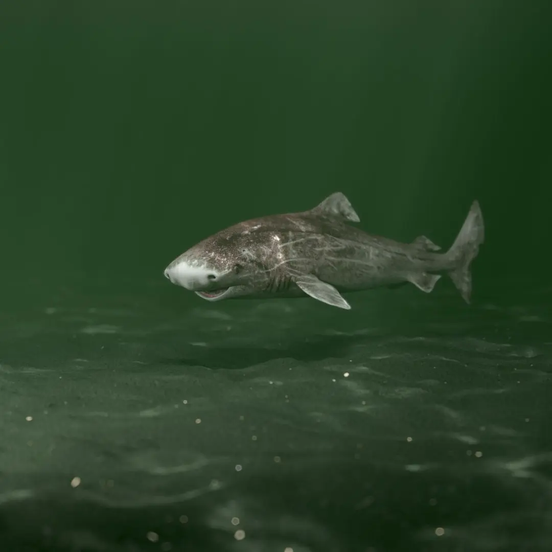 Greenland Shark (Animated) 3D model
