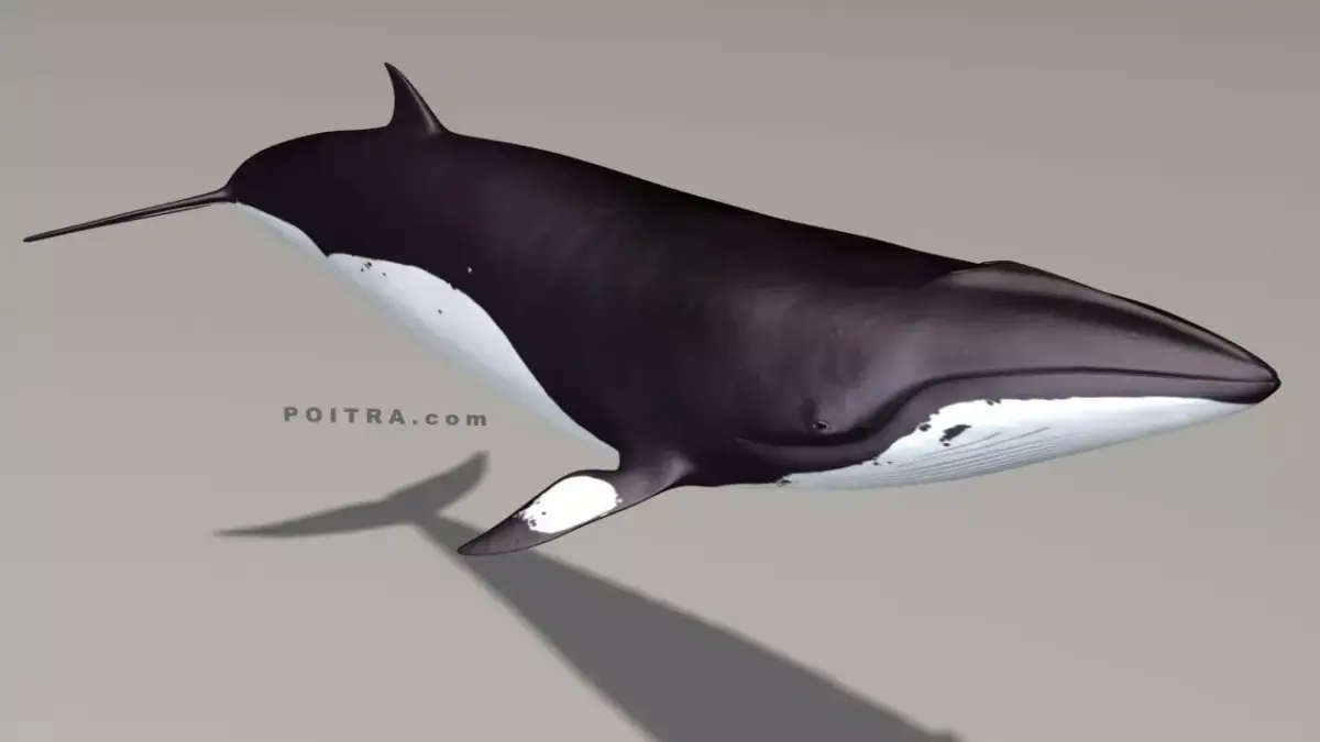 Minke Whale - Balaenoptera Acutoro - Adult Male - Pose 3 - 3D model