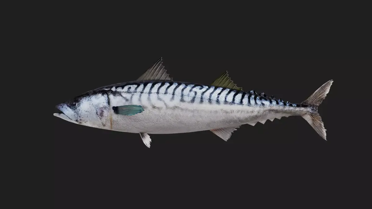 Mackere Low-poly 3D model