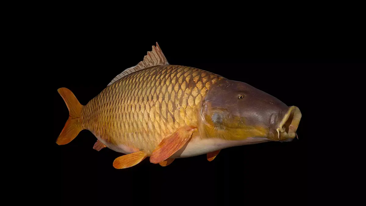Carp 3D Model fish Low-poly 3D model