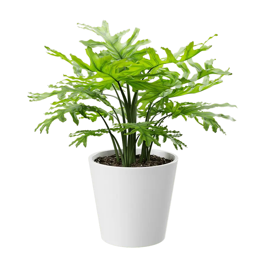  Philodendron Plant Potted Plant Model  buy