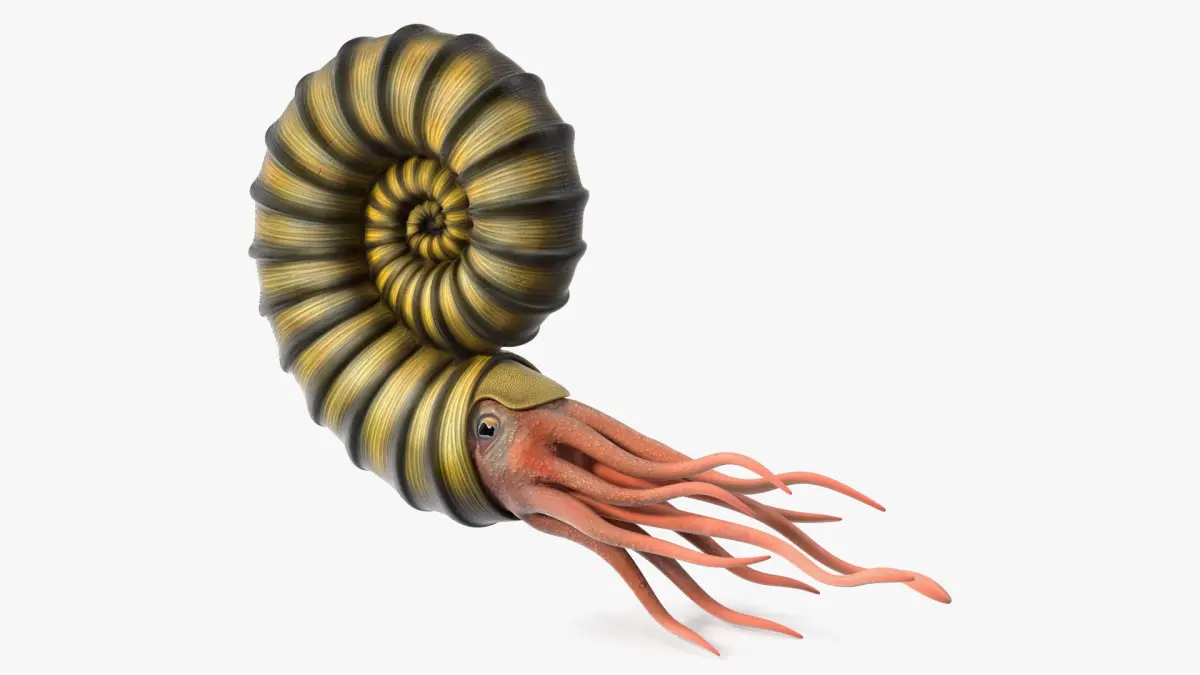 Ammonite 3D model purchase