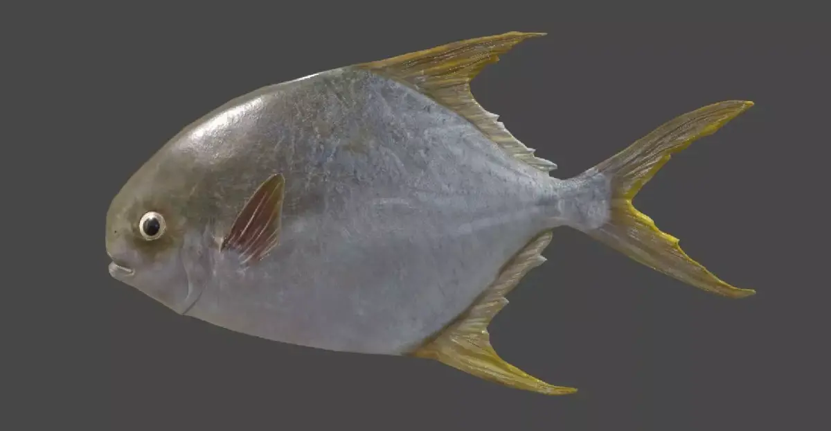Pampus argenteus  fish Low-poly 3D model