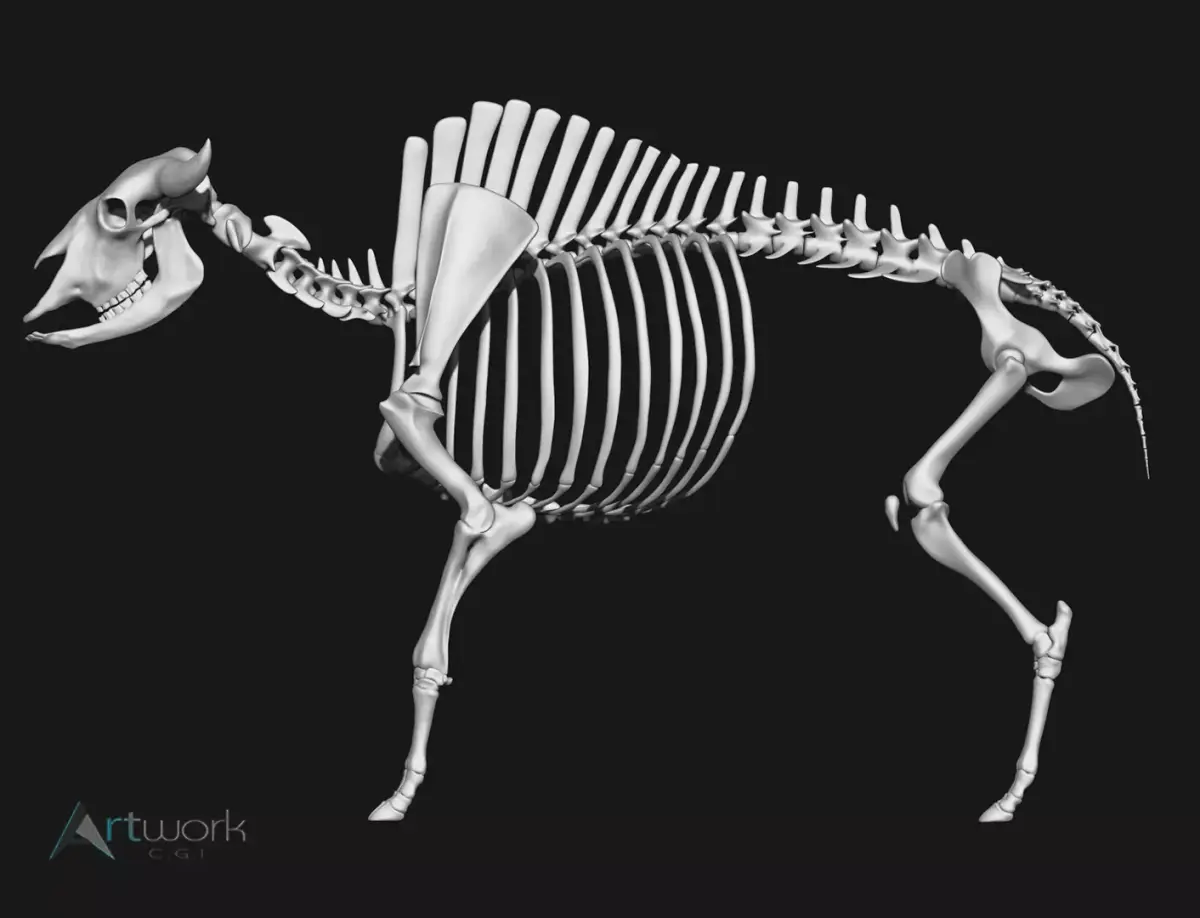 Bison skeleton 3D model