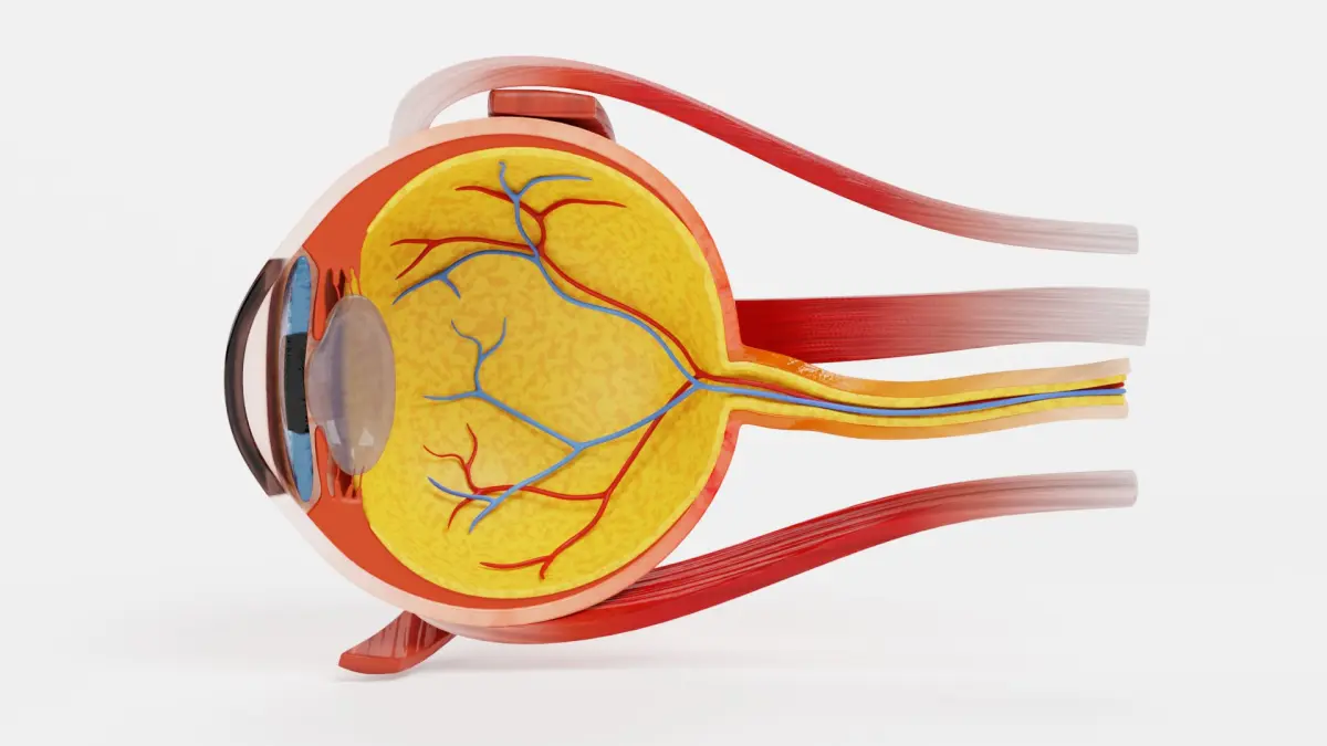 Eye Cross Section 3D model