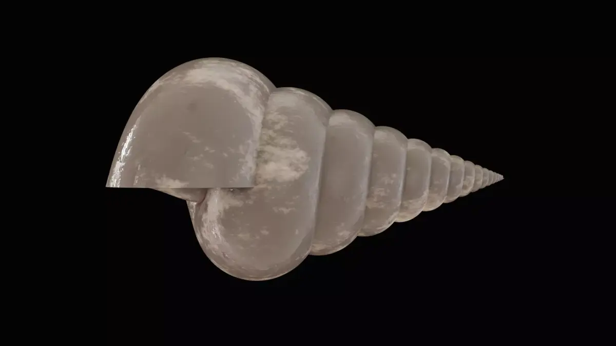 Seashell Low-poly 3D model