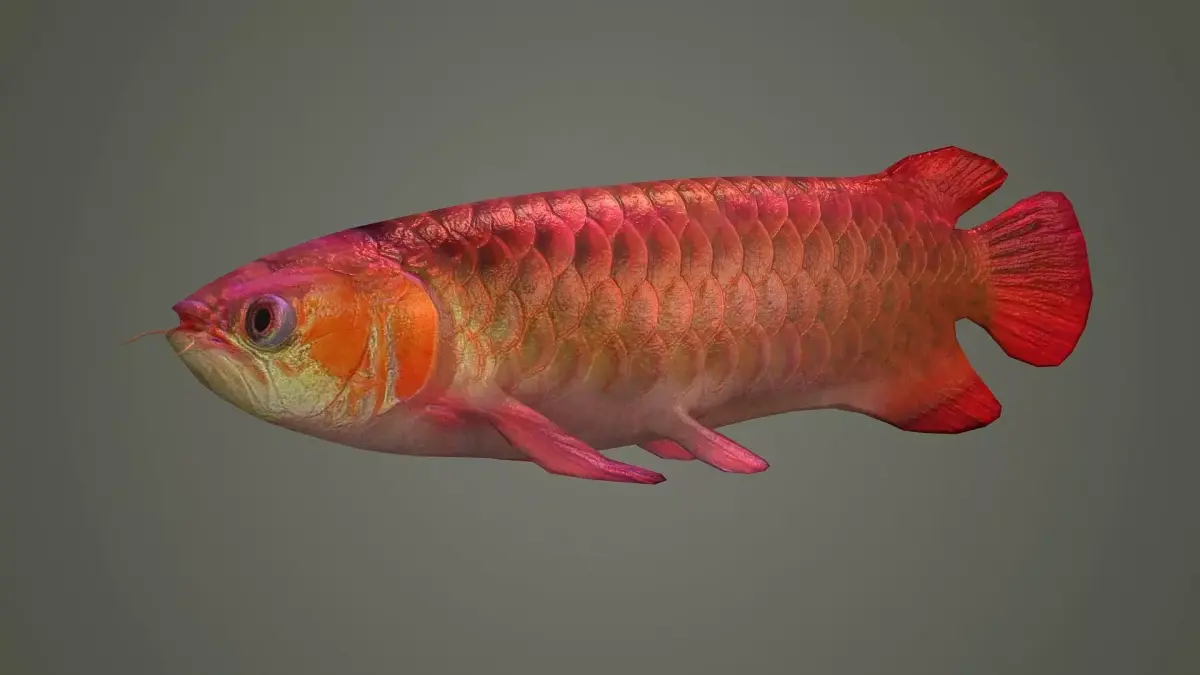 arowana fish fish fish animal freshwater art jewelry sea 3D model