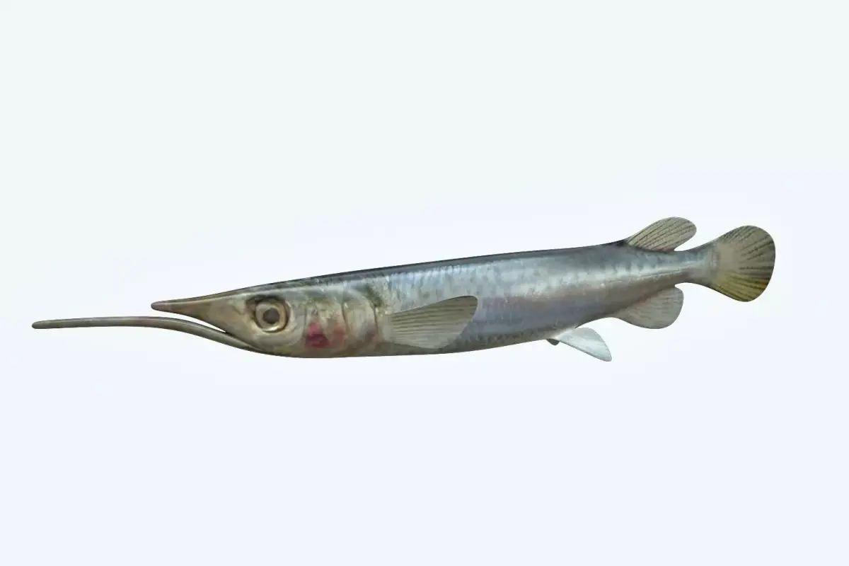 Wrestling Haflbeak Fish 3D model