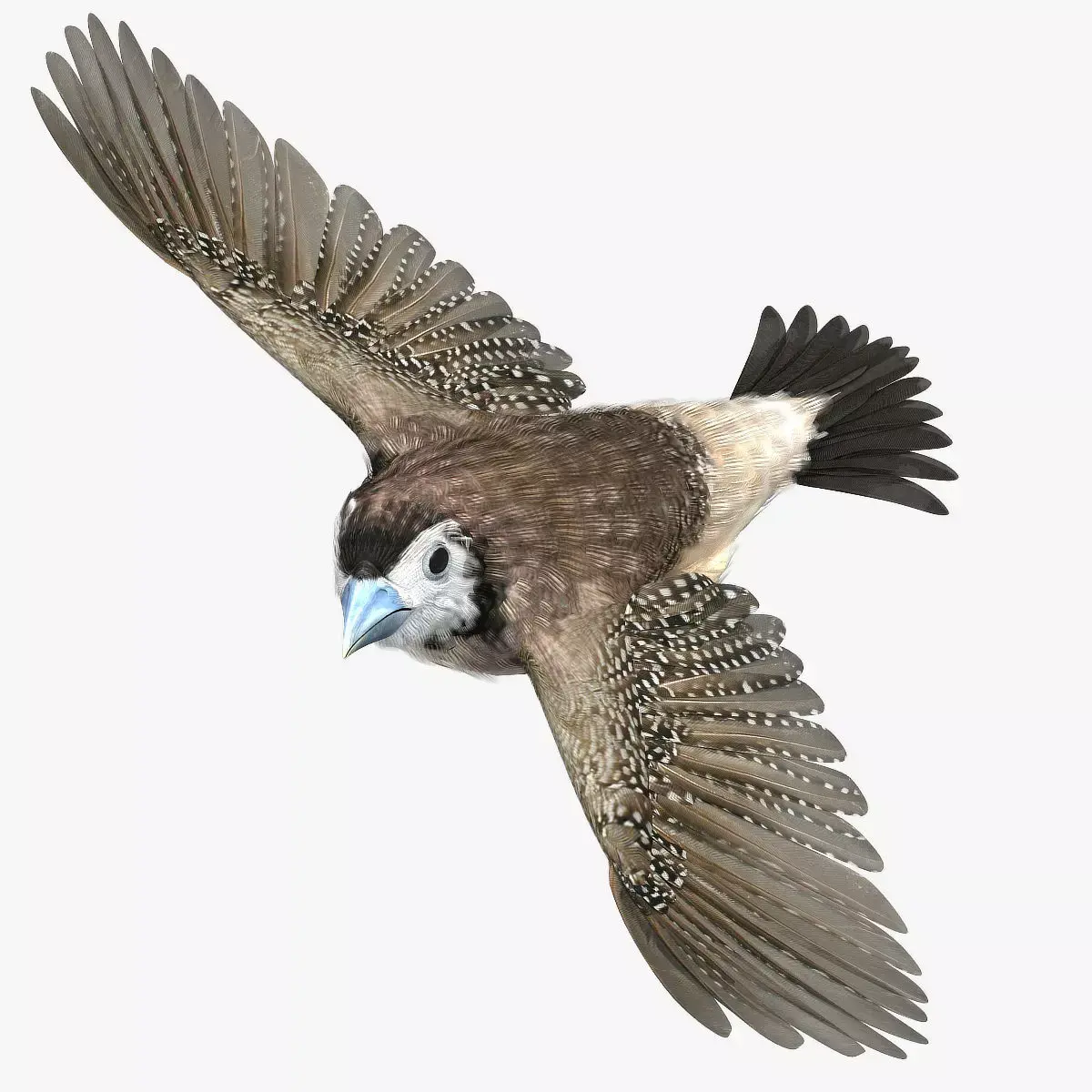 Double-Barred Finch - rigged - animated 3D model
