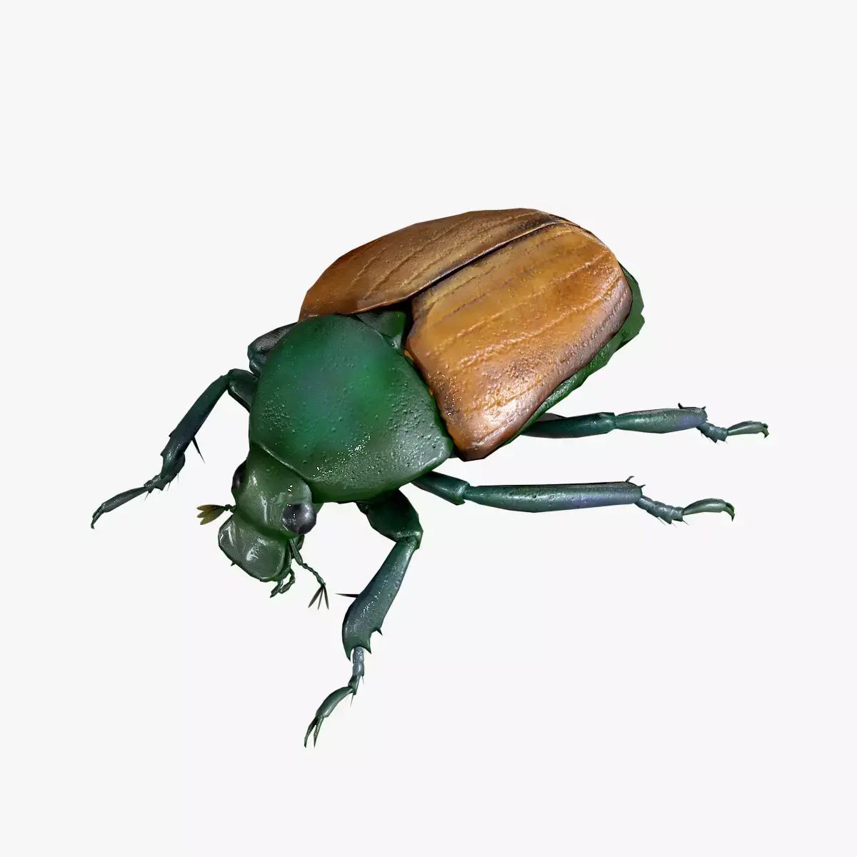 Beetle Chafer Popillia quadriguttata Low-poly 3D model
